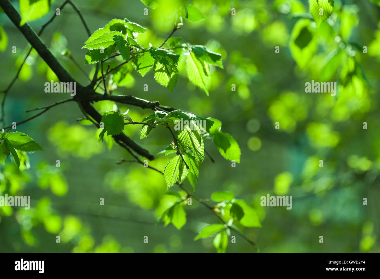 Natural seasonal spring eco background: pattern of young fresh foliage and branches against defocused green backdrop. Can be use Stock Photo