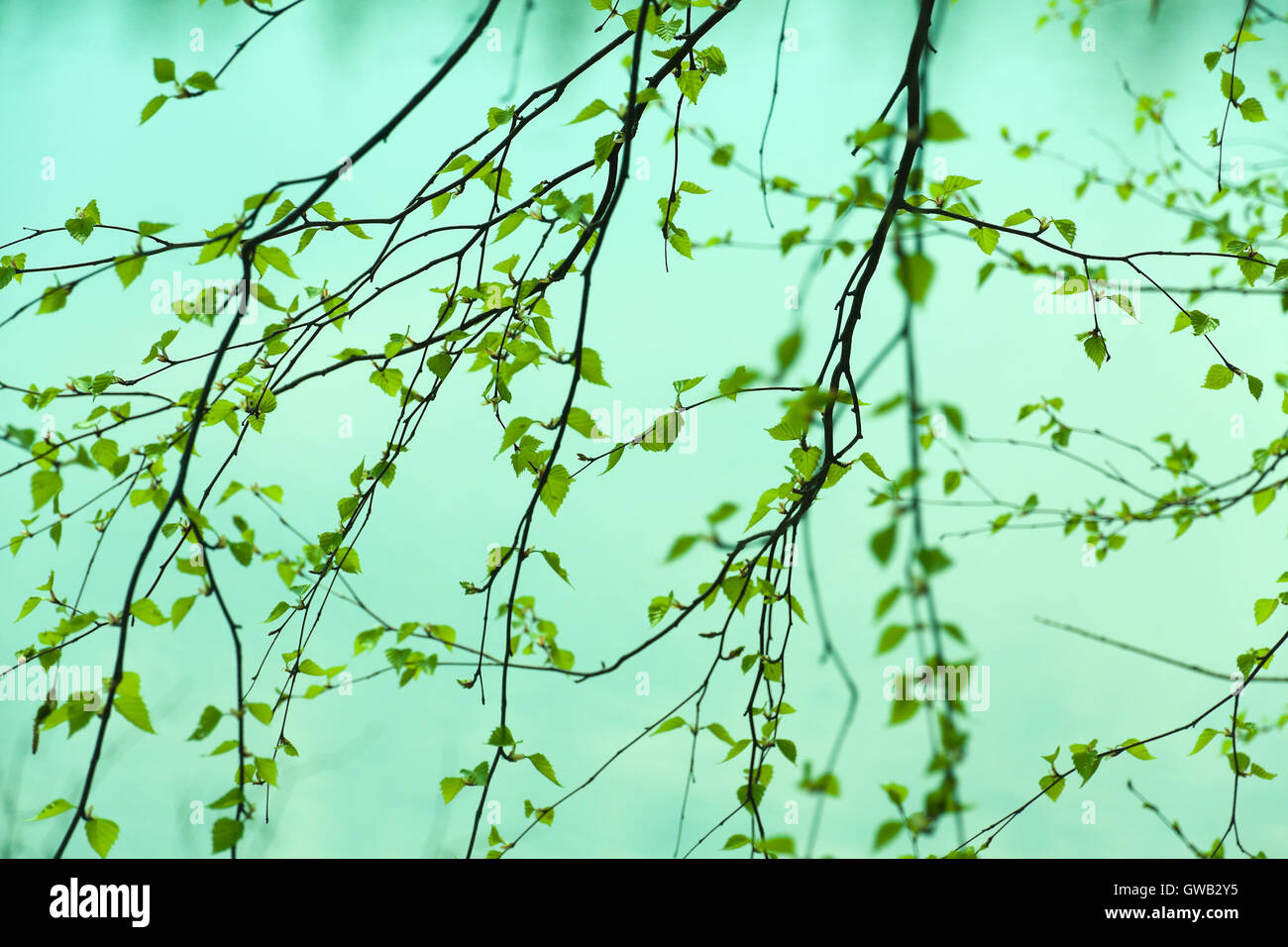 Natural seasonal spring eco abstract backgrond: pattern of birch branches with young green leaves partially defocused. Stock Photo