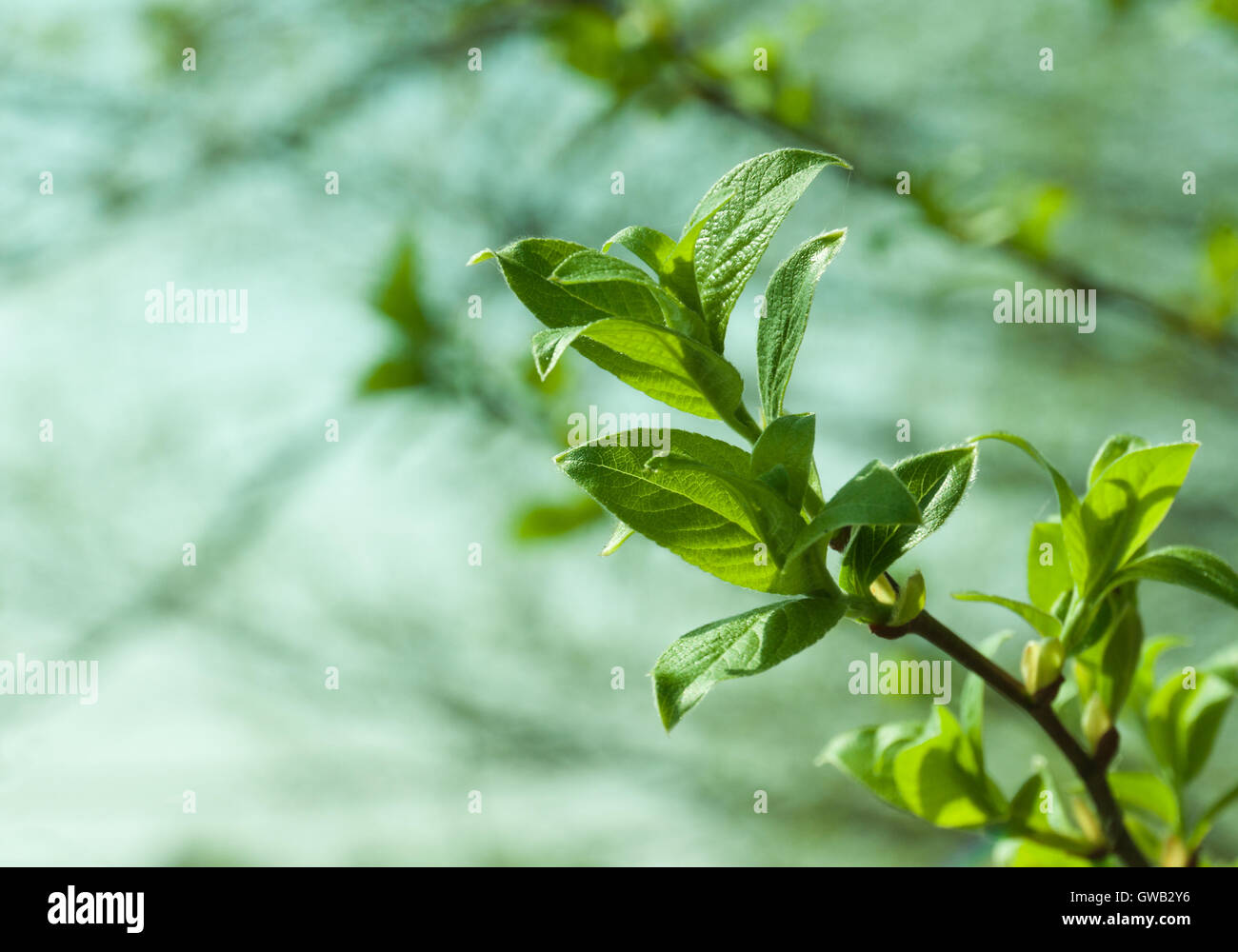 Natural seasonal spring eco backgrond: pattern of tree branch with young green foliage with defocused green forest backdrop. Stock Photo