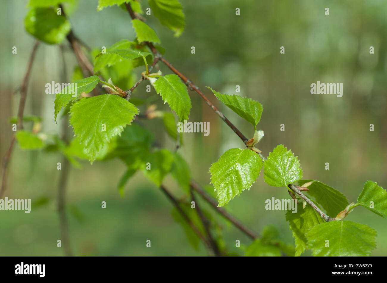 Natural seasonal spring eco backgrond: pattern of birch branch with young green foliage with defocused green forest backdrop. Stock Photo