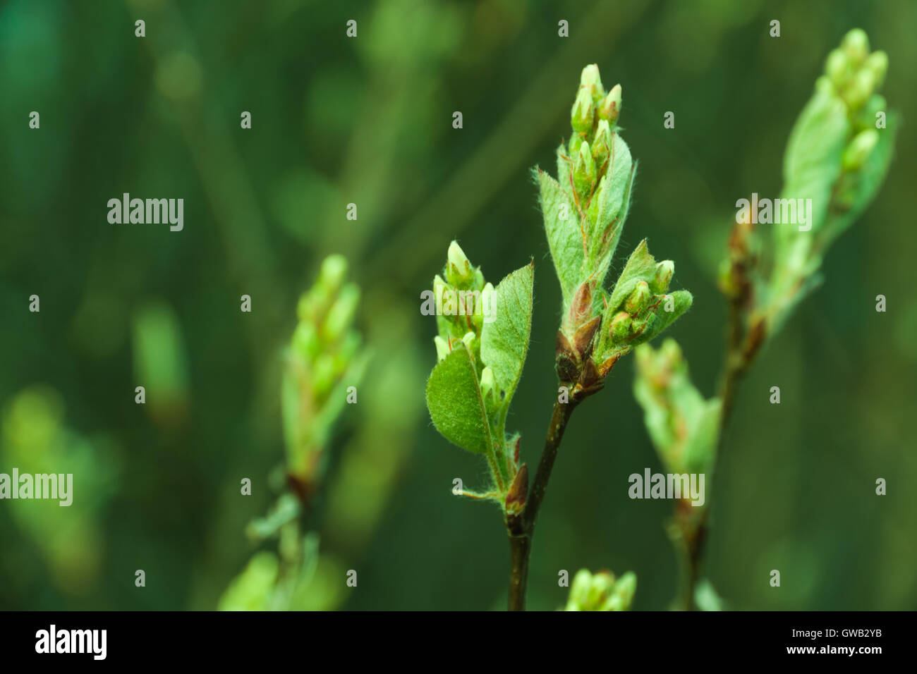 Natural seasonal spring eco backgrond: pattern of apple-tree branch with young green foliage Stock Photo