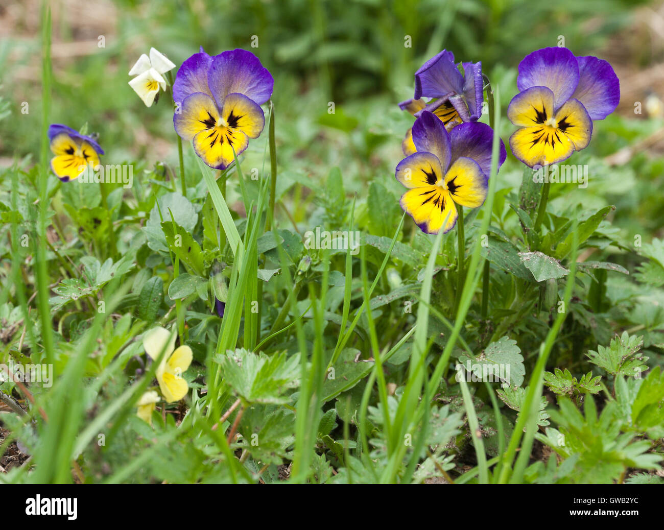 Botanic gardening plant nature image: pansy (viola tricolor, Viola cornuta) flowers closeup among green plants Stock Photo