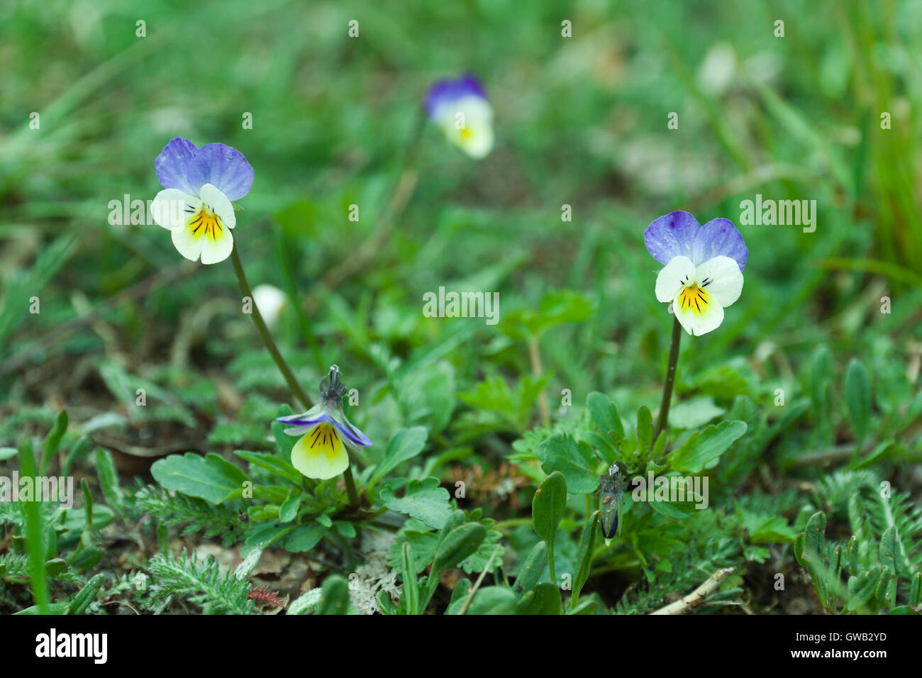 Botanic gardening plant nature image: pansy (viola tricolor, Viola cornuta) flowers closeup among green plants Stock Photo