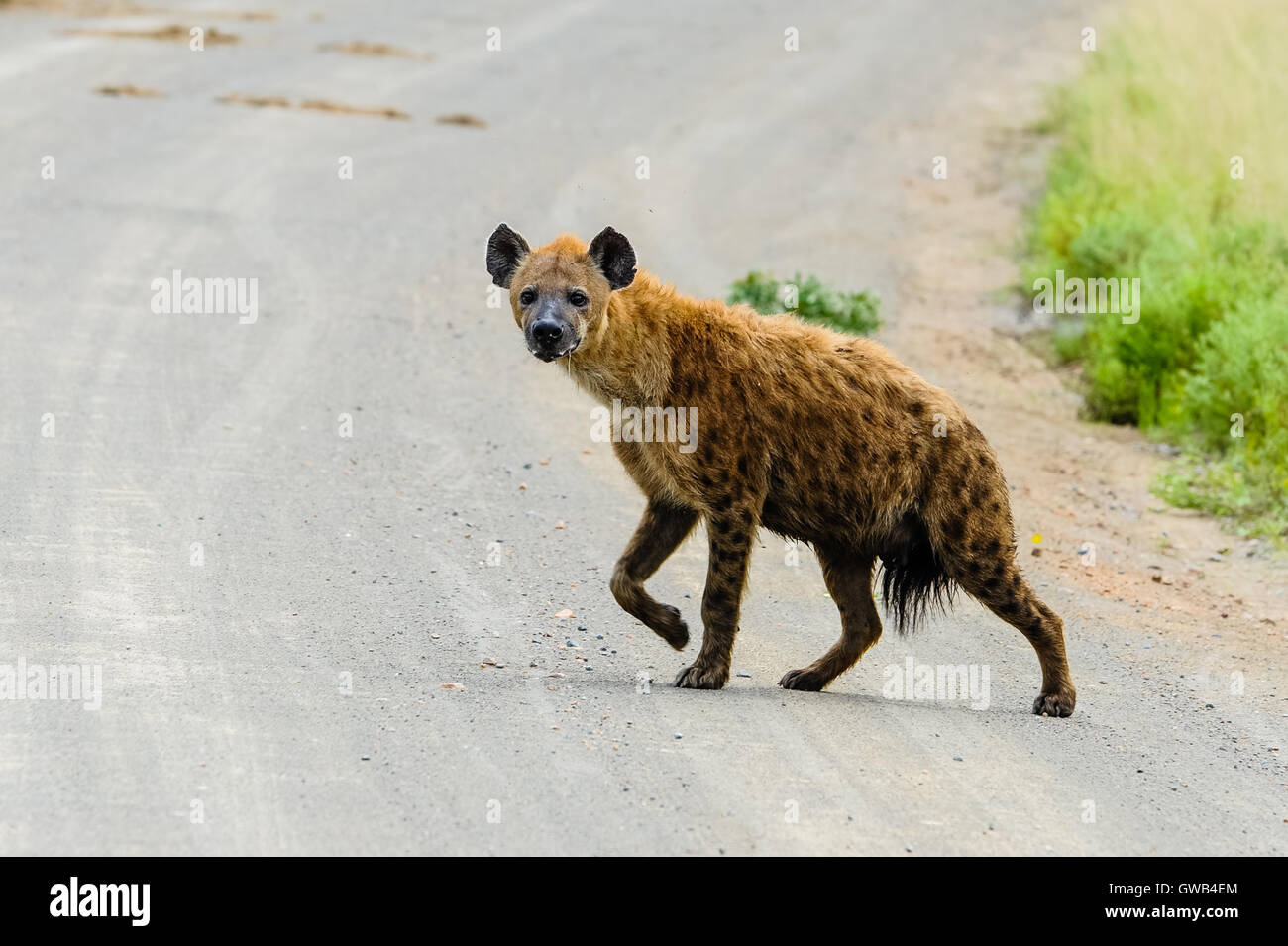 Spotted Hyena in the Kruger National Park, the largest game reserve in