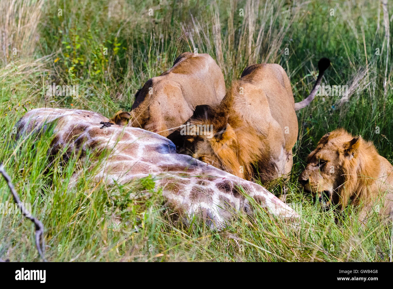 Young male lions feeding on a fresh kill; a giraffe. Kruger National Park, the largest game reserve in South Africa. Stock Photo