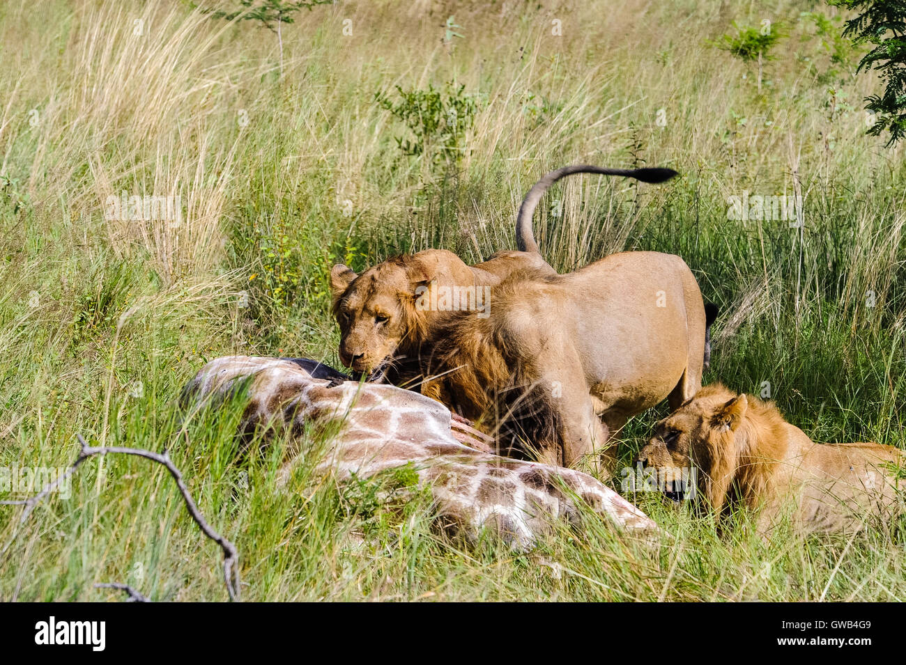 Young male lions feeding on a fresh kill; a giraffe. Kruger National Park, the largest game reserve in South Africa. Stock Photo