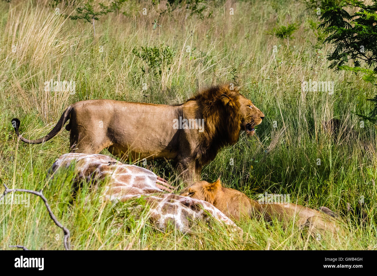 Young male lions feeding on a fresh kill; a giraffe. Kruger National ...