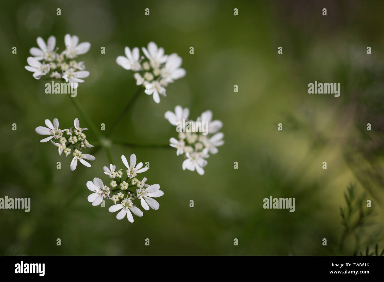 Closeup of white Cilantro flowers Stock Photo Alamy