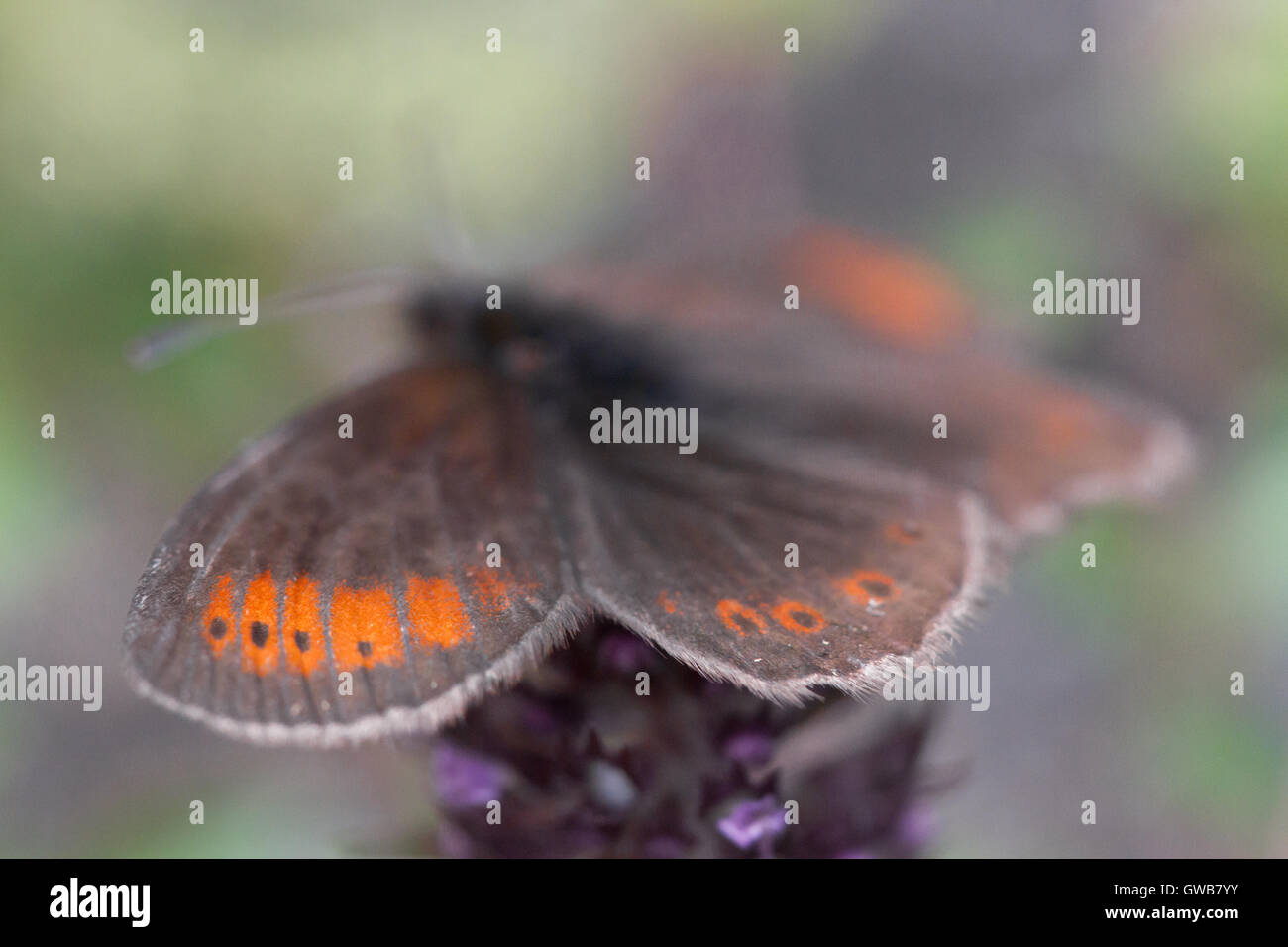 The rare Ratzer's ringlet (Erebia christi), Italy. The rarest butterfly of Europe. Stock Photo