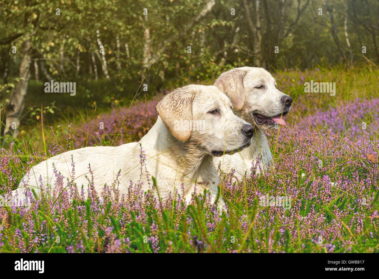 two cute little dogs on a field with flowers Stock Photo