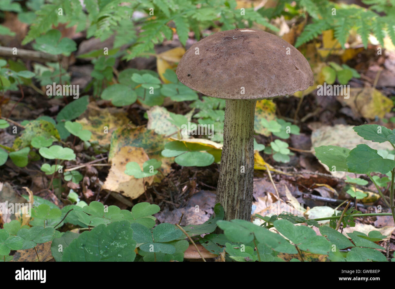 Birch bolete mushroom in a forest grass in autumn Stock Photo