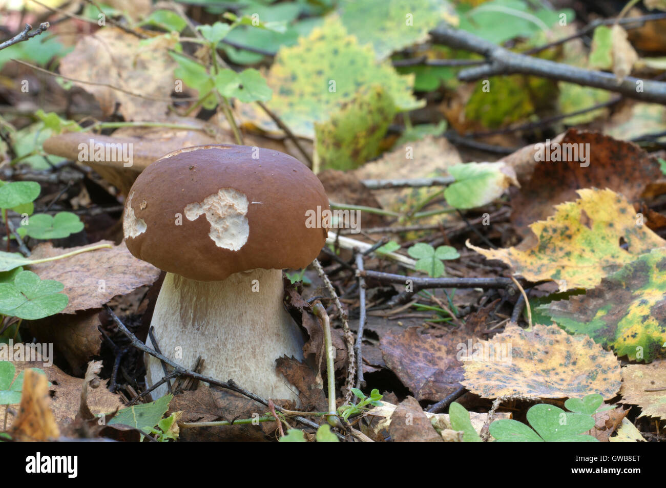Boletus edulis mushroom in a forest in autumn Stock Photo