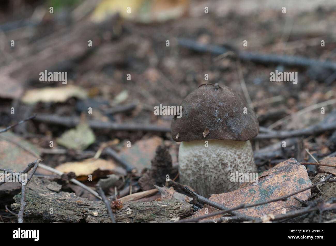 Birch bolete mushroom in a forest  in autumn Stock Photo