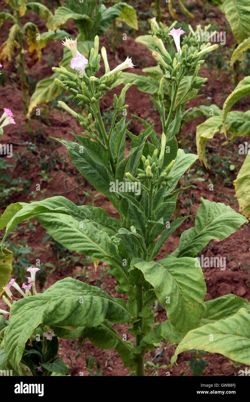 tomato spotted wilt virus in tobacco Tomato Spotted Wilt Virus of Tomato & Pepper