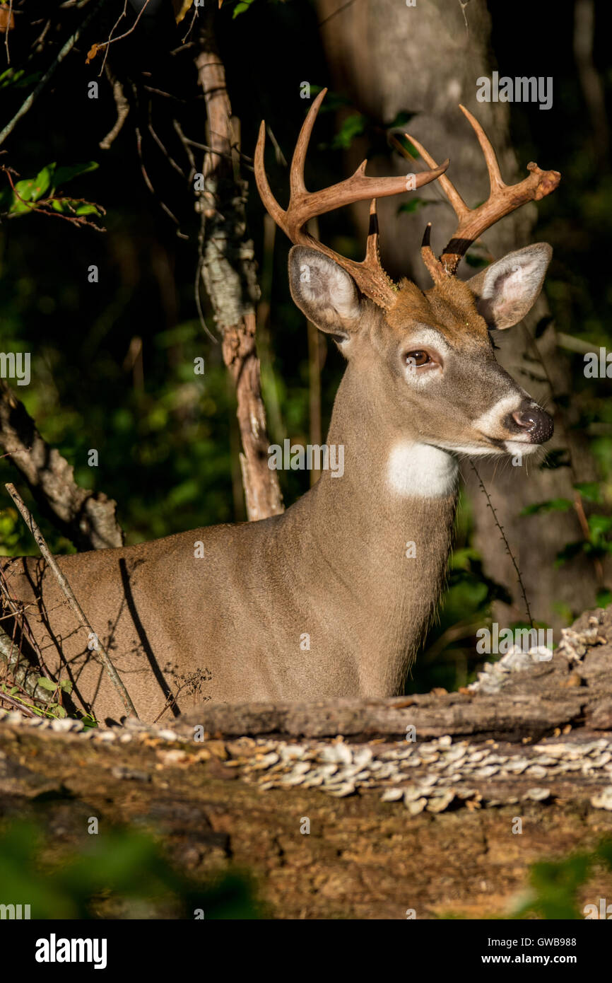 10 point white-tailed deer buck Stock Photo - Alamy