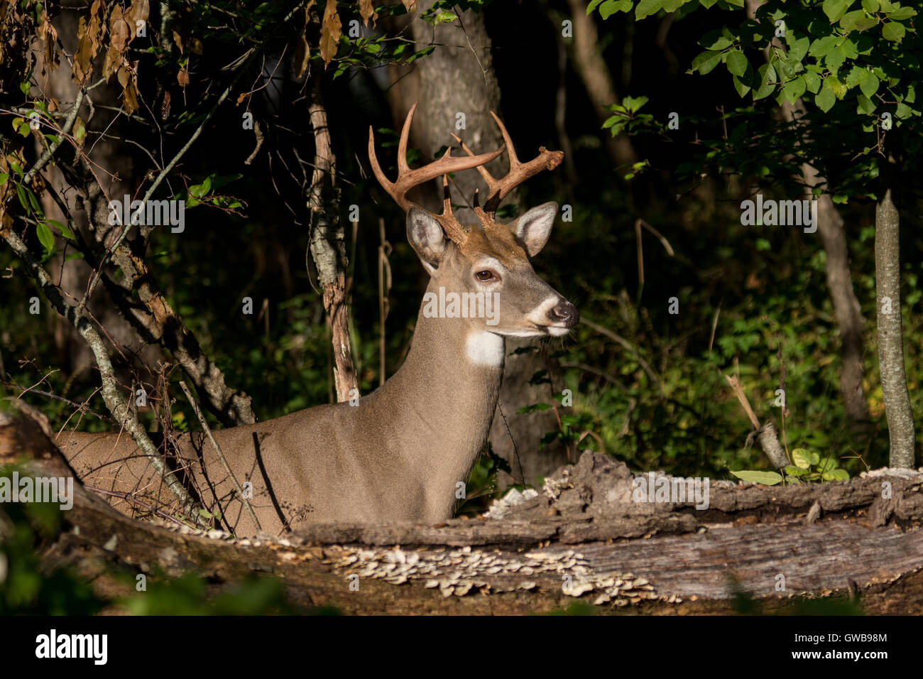 10 point white-tailed deer buck Stock Photo - Alamy