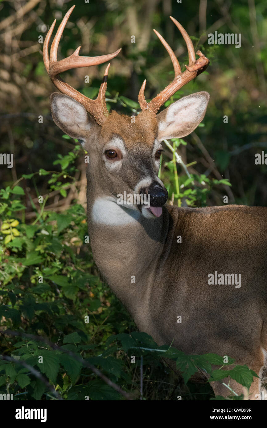 10 point white-tailed deer buck Stock Photo - Alamy