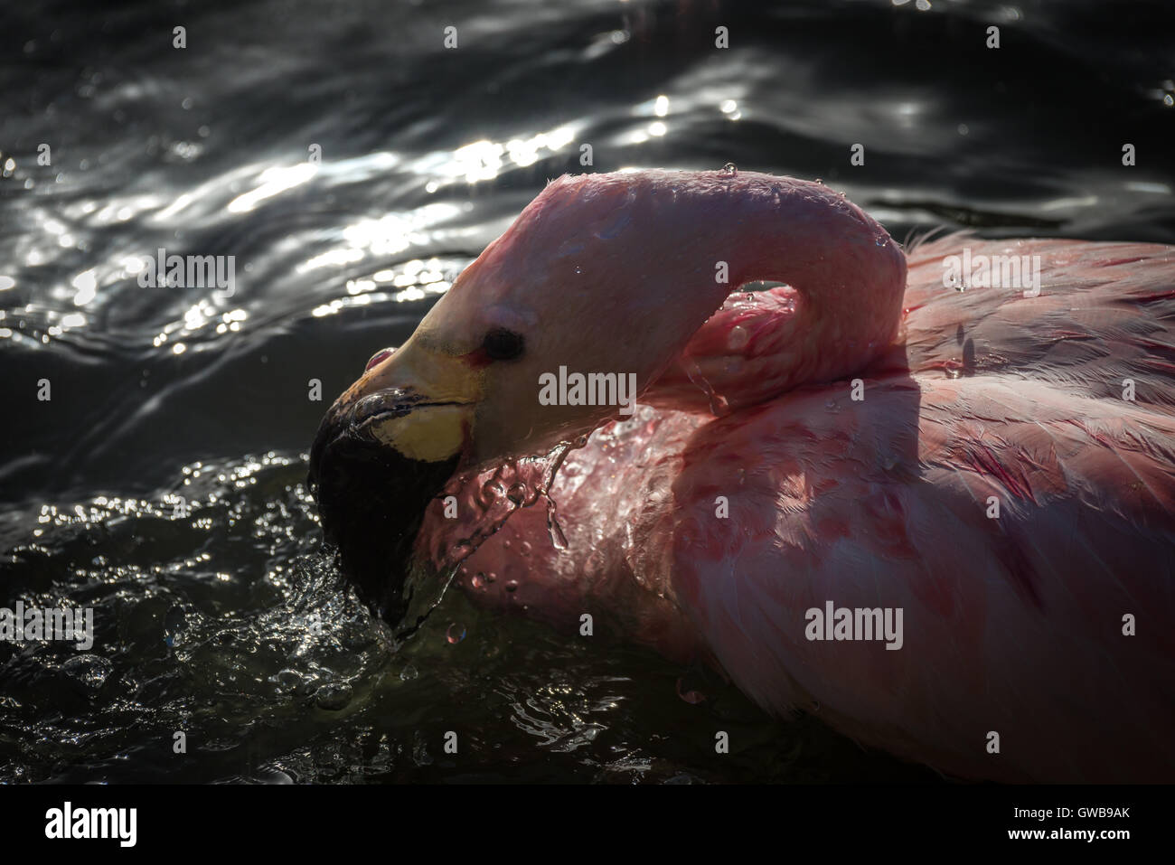 Bathing Flamingo Stock Photo