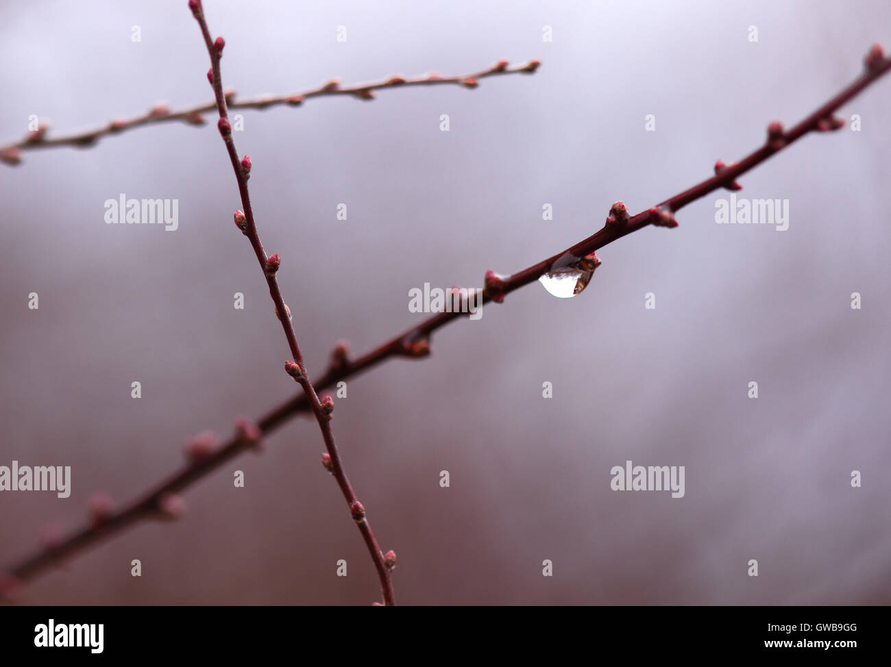 Pattern of tree branches hi-res stock photography and images - Alamy