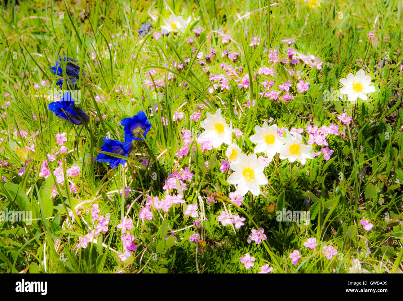 Meadow in the alps with gentiana and other flowers Stock Photo