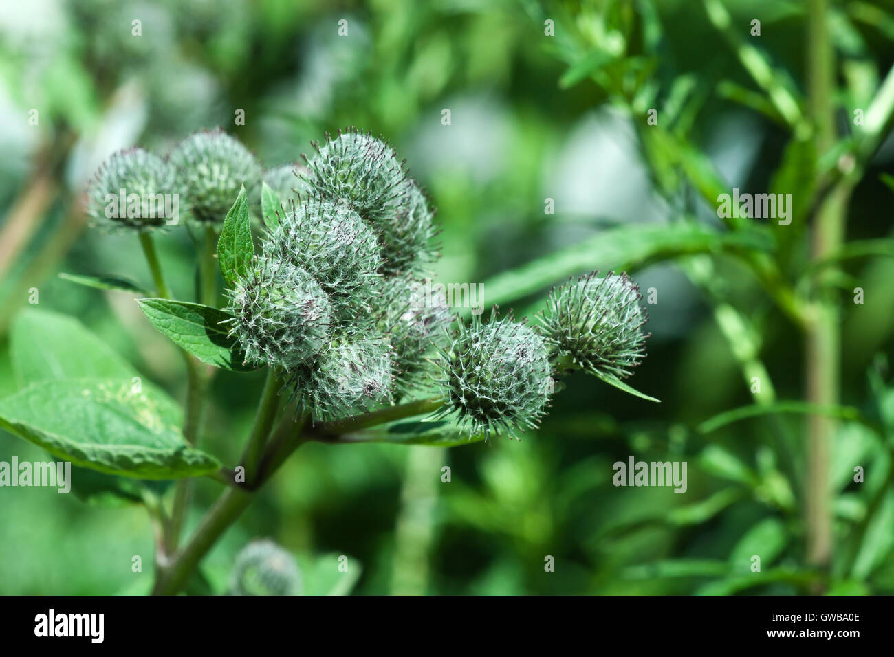 Natural environmental seasonal image: burdock (agrimony) close up with green background of other plants. Stock Photo