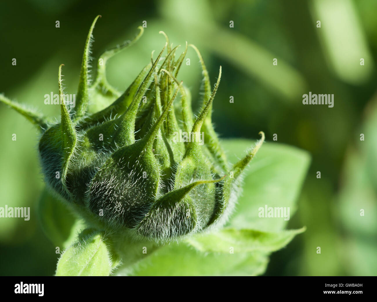 Natural environmental seasonal spring image: green young closed sunflower bud closeup with green background of other plats. Stock Photo