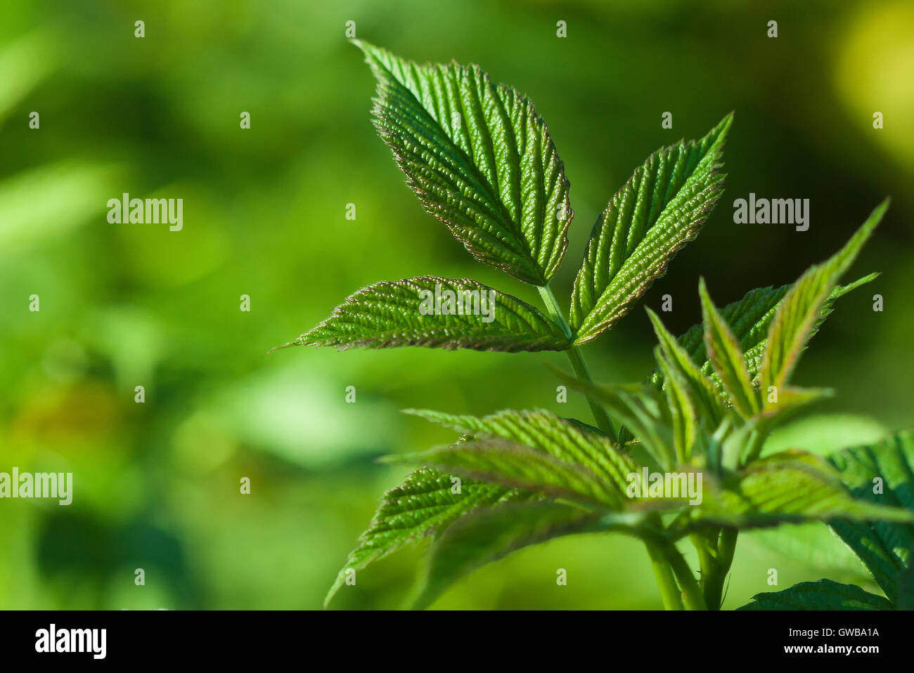 Abstract nature ecological green  background: closeup macro of fresh raspberries foliage. Stock Photo