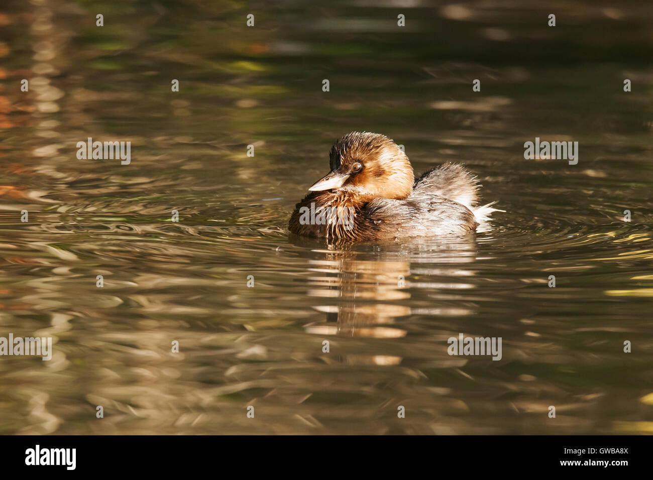 Dabchick in autumnal waters Stock Photo