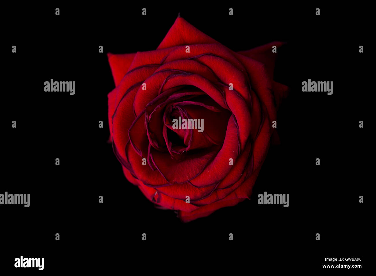 Withering rose on black background Stock Photo - Alamy
