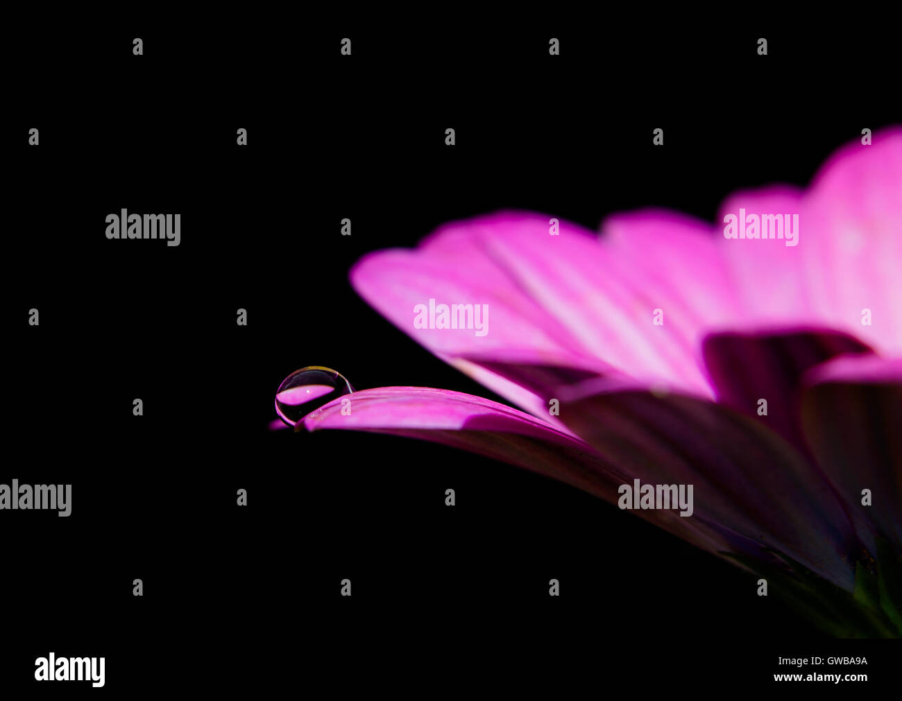 Water droplet on flower petal Stock Photo