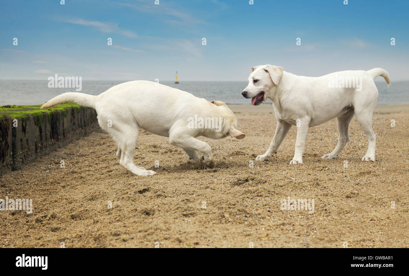 two cute little dogs play at beach Stock Photo