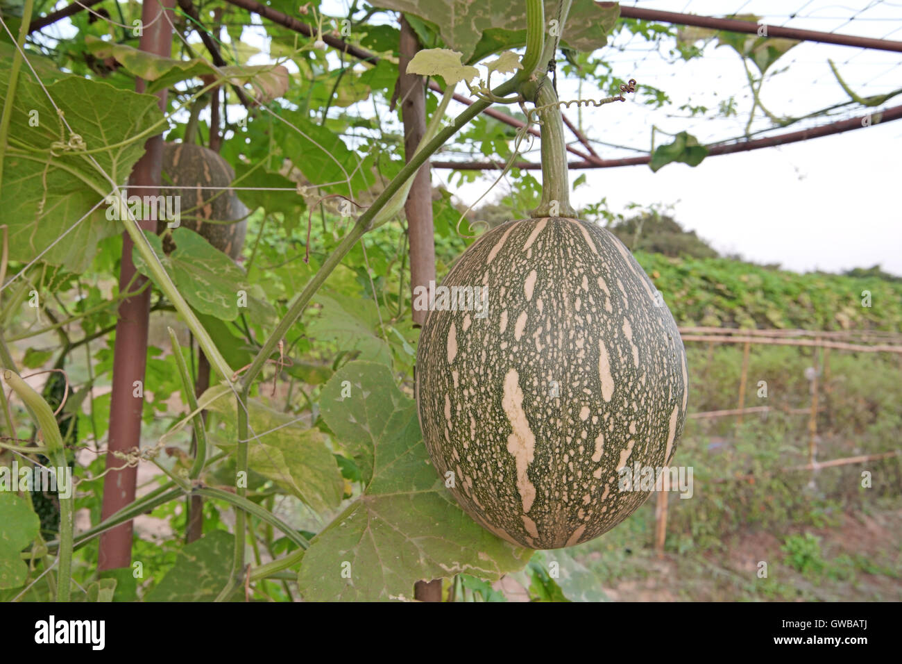 squash cushaw pumpkin or cucurbita mixta on tree in organic farm Stock Photo