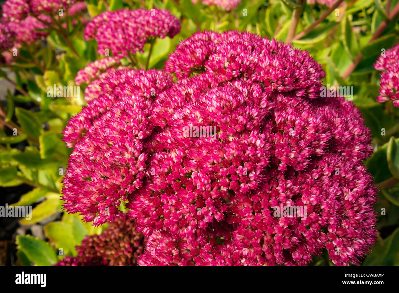 Close up of flowers of garden plant Hylotelephium spectabile. Previously known as Sedum spectabile. Stock Photo