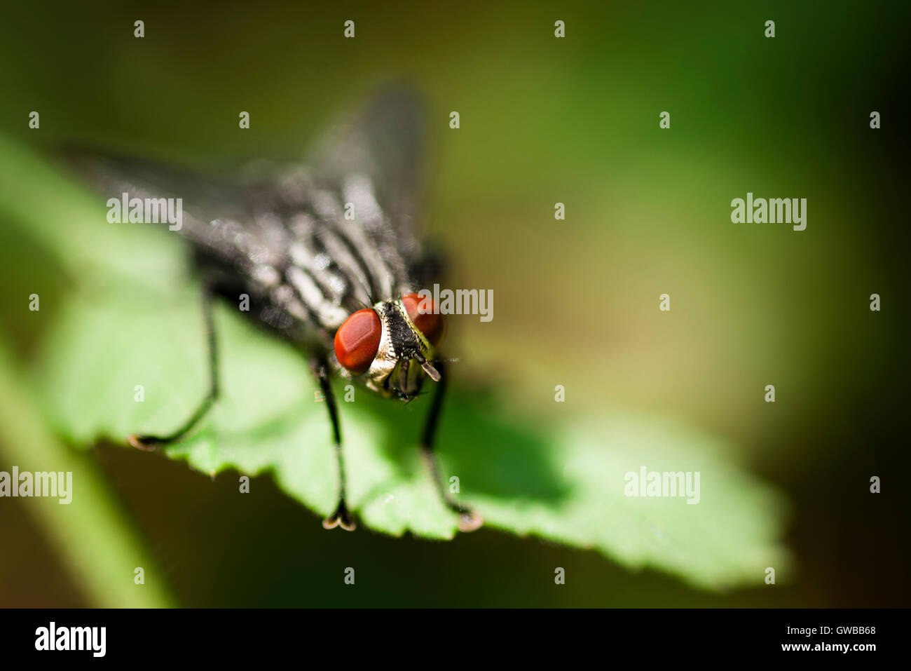 Housefly macro shot in nature and on a leaf. Stock Photo