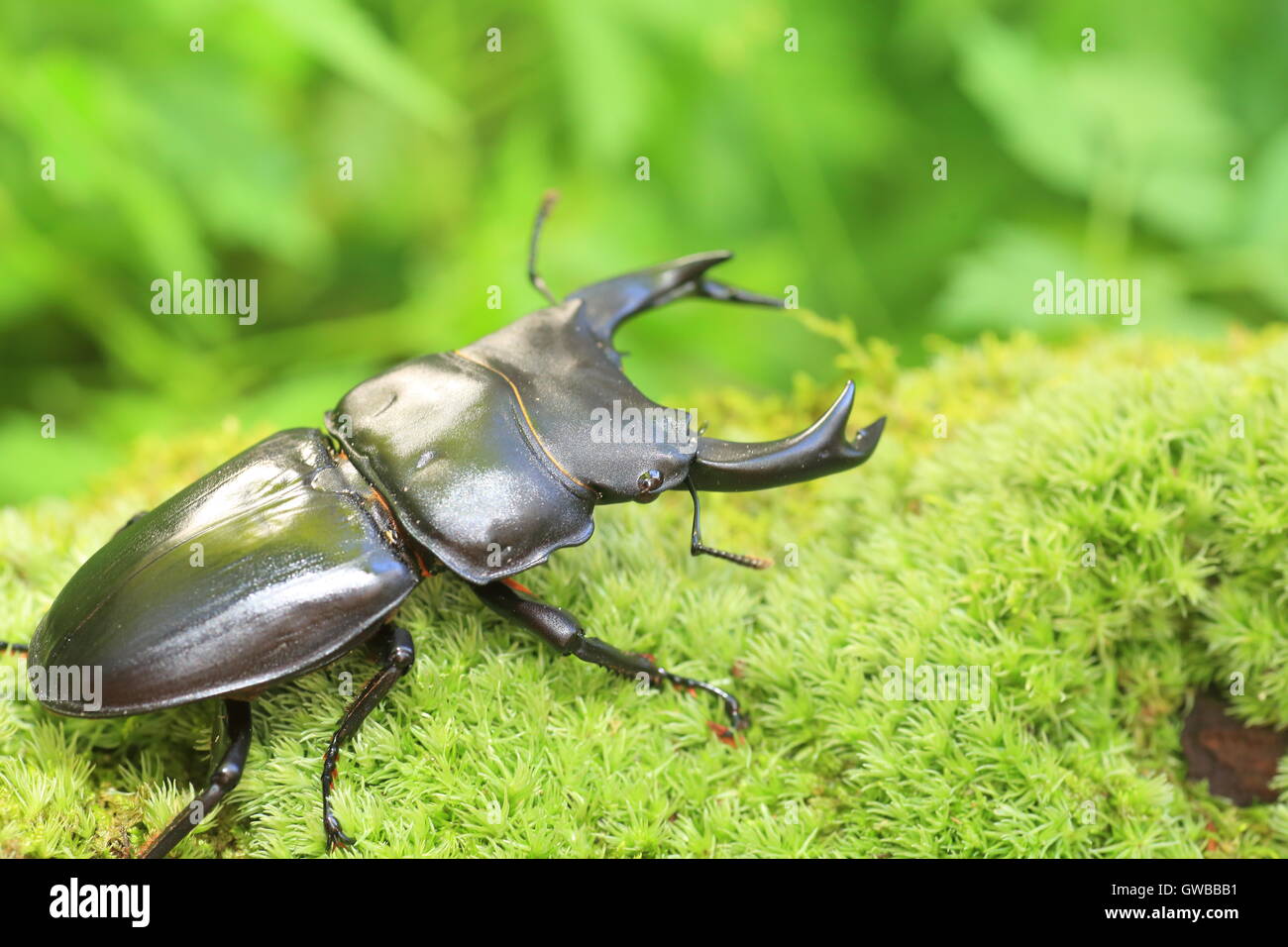 Japanese great stag beetle (Dorcus hopei hopei) in China Stock Photo