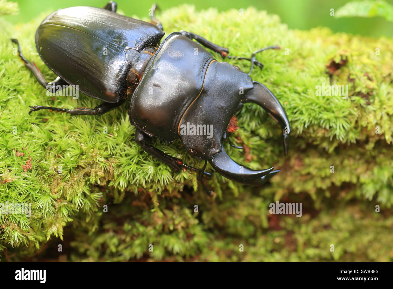 Japanese great stag beetle (Dorcus hopei hopei) in China Stock Photo