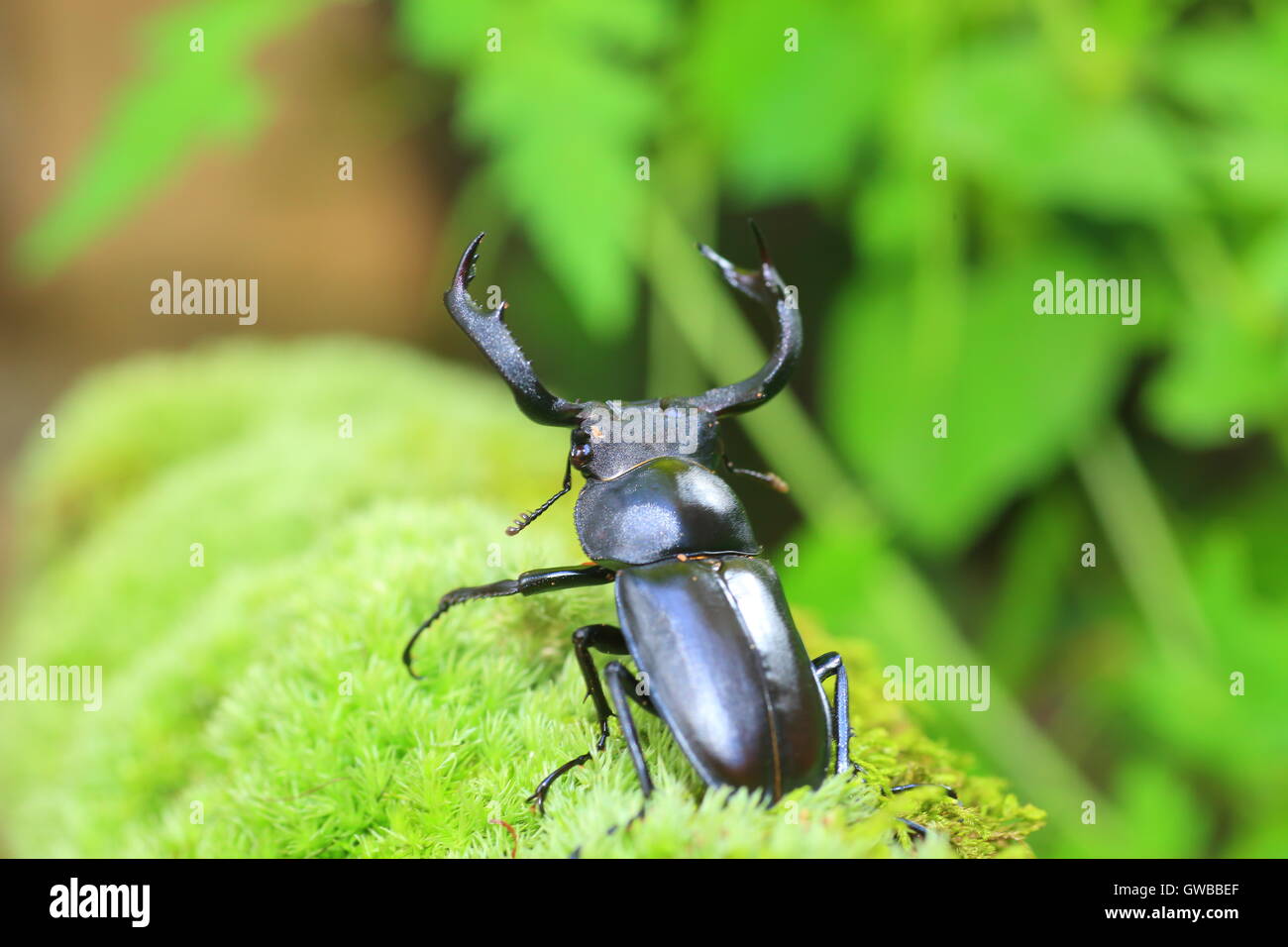 Taiwan deer stag beetle (Rhaetulus crenatus crenatus) in Taiwan Stock Photo