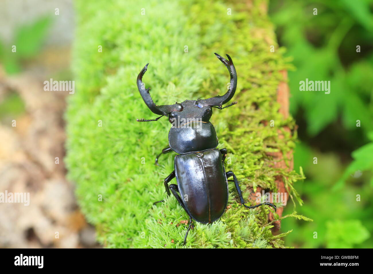 Taiwan deer stag beetle (Rhaetulus crenatus crenatus) in Taiwan Stock Photo
