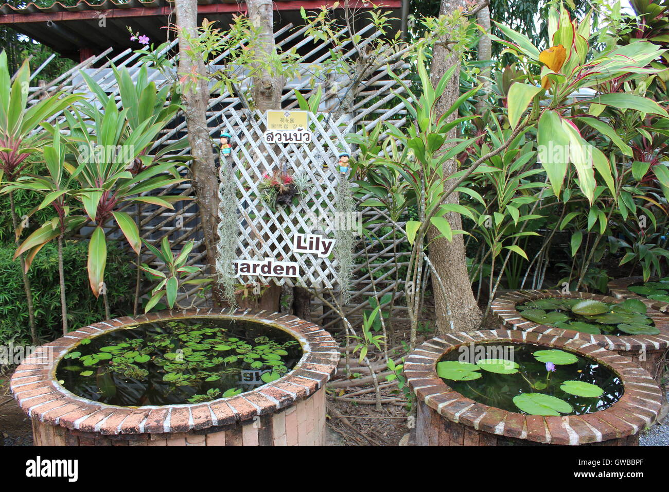 Water lily garden, Phuket Botanic, Thailand Stock Photo