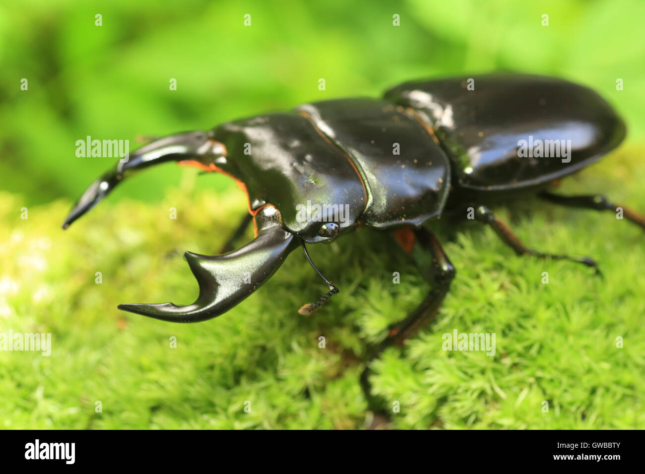 Antaeus stag beetle (Dorcus antaeus) in India Stock Photo - Alamy