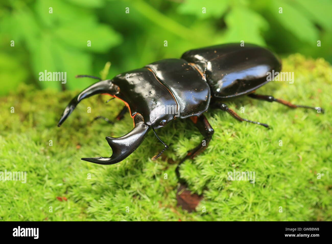 Antaeus stag beetle (Dorcus antaeus) in India Stock Photo