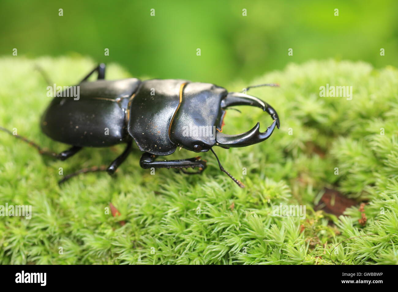 Japanese lady stag beetle (Dorcus montivagus) male in Japan Stock Photo