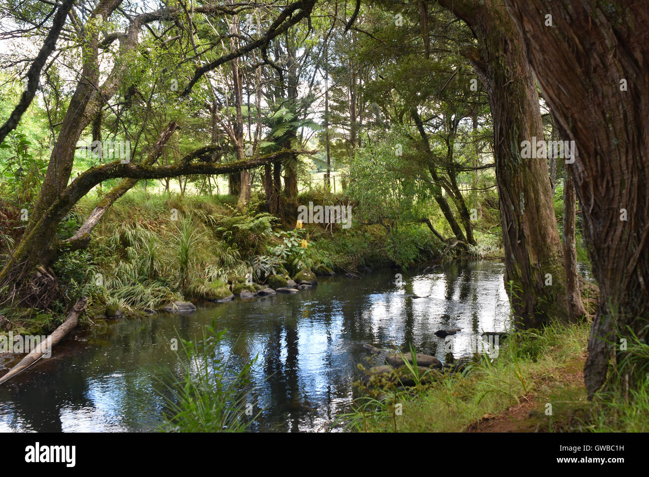 New Zealand bush along river Stock Photo