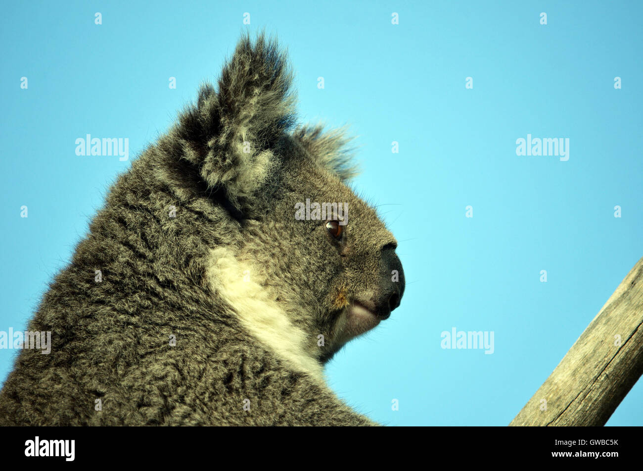 Australian Koala (Phascolarctos cinereus) sitting in a gum tree. Blue sky background. Head close up of iconic marsupial. Stock Photo