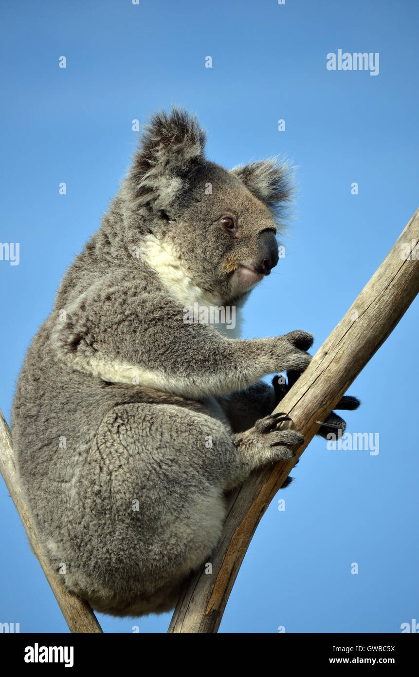 Australian Koala (Phascolarctos cinereus) sitting in a gum tree with blue sky background. Australia’s iconic marsupial mammal. Stock Photo