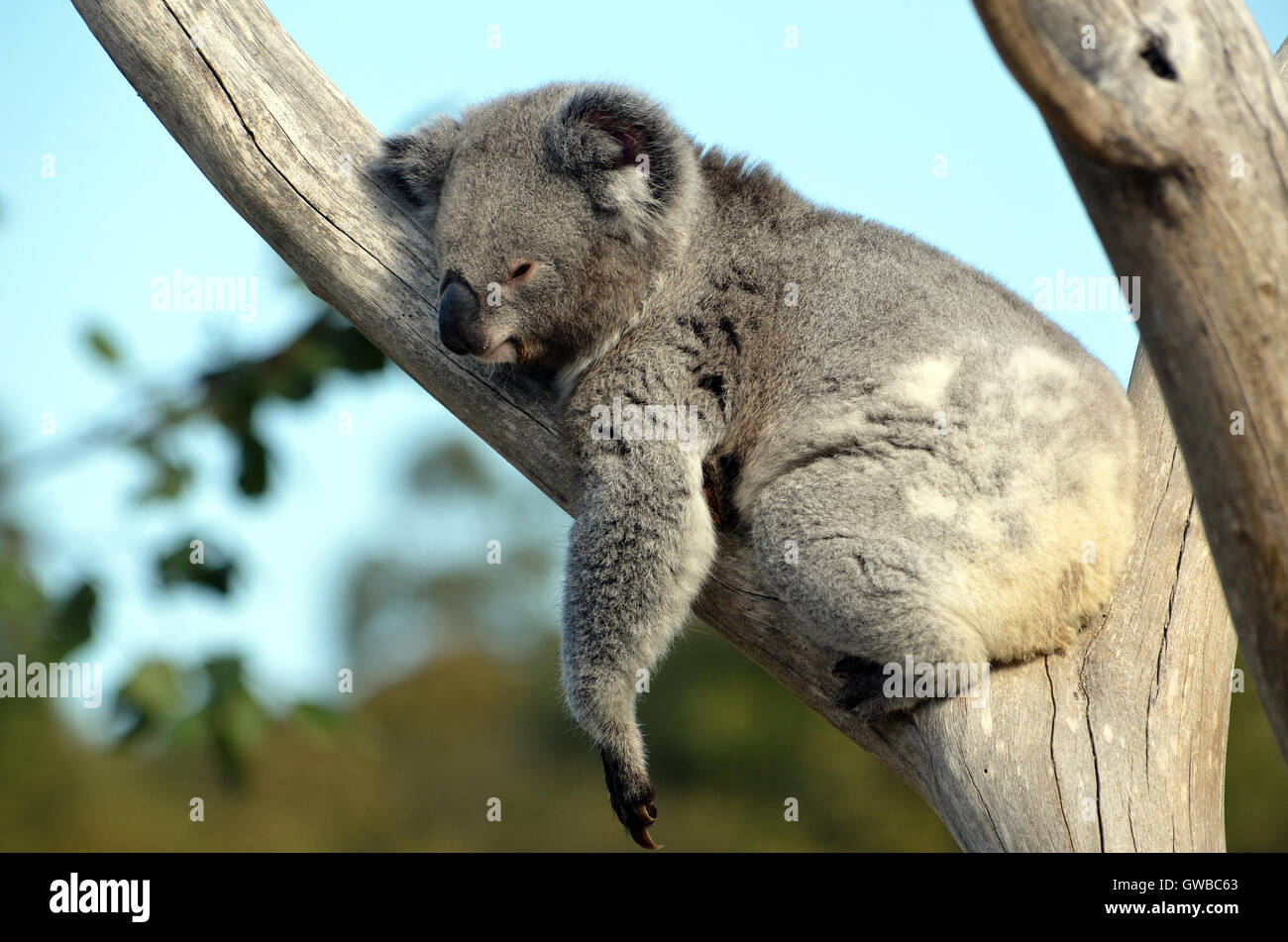 Australian Koala (Phascolarctos cinereus) sleeping in a gum tree. Australia’s iconic marsupial mammal. Stock Photo
