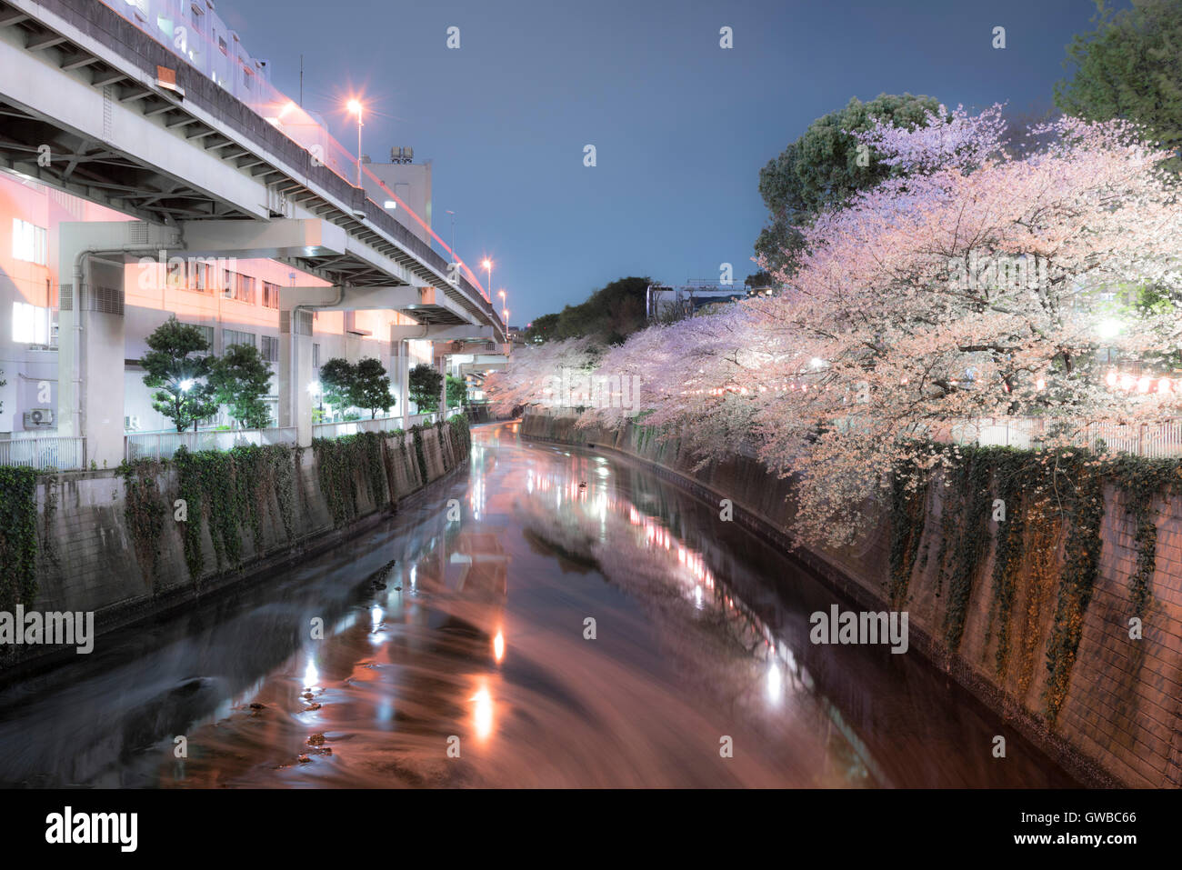 Cherry blossom, Kanda River, BunkyoKu,Tokyo,Japan Stock Photo Alamy