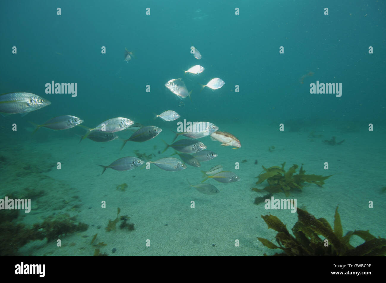 School of young trevally with a few goatfish above sandy bottom Stock Photo