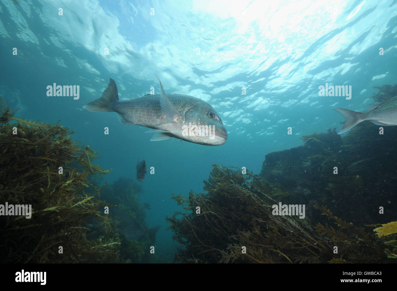 Big snapper Pagrus auratus descending among rocks Stock Photo - Alamy
