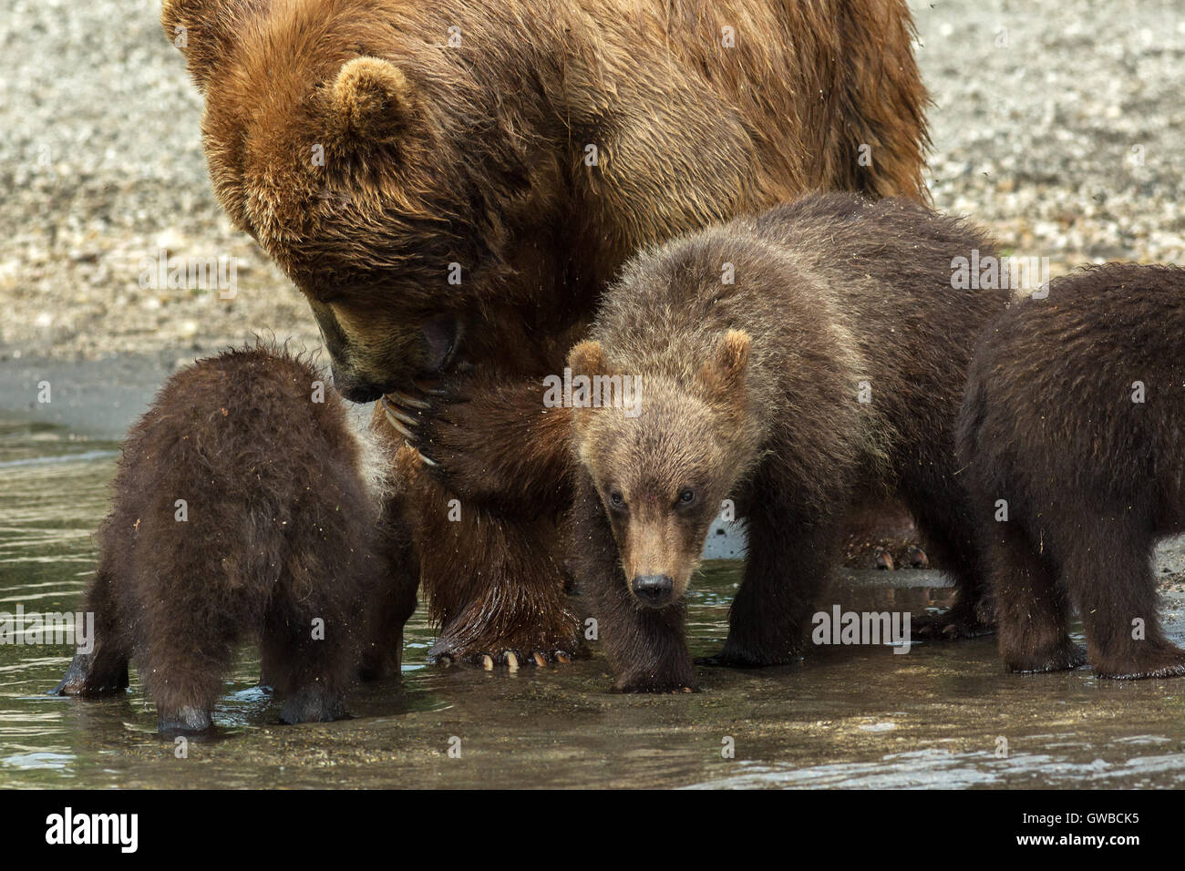 Brown bear with cubs on the shore of Kurile Lake Stock Photo Alamy